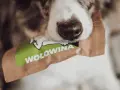 Sucha karma dla szczeniaka od kiedy - unikaj błędów w żywieniu