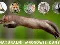 Skacząca kuna, a nad nią w okręgach: jastrząb, lis, ryś, wilk i borsuk – jej naturalni wrogowie.
