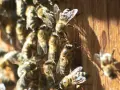 Abejas en madera. Aprende cómo evitar que las abejas hagan nido en tu hogar.