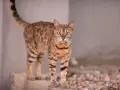 Piękny kot bengalski z zielonymi oczami, z pewnością warty swojej ceny.