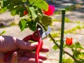 Mano con tijeras podando una buganvilla en verano, para mantenerla sana y floreciente.