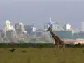Żyrafa przemierza sawannę na tle nowoczesnej panoramy Nairobi, stolicy Kenii.