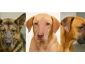 Tres perros con leishmaniasis en orejas y cara. Un pastor alemán, un perro color arena y un bóxer muestran lesiones cutáneas.