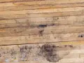 Drewniana deska z ciemnymi plamami pleśni, które pokazują, co szybko niszczy drewno.