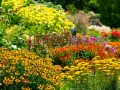 En blomstrande rabatt med gula solhattar och orangea blommor. Här ser man verkligen vad betyder perenn – växter som kommer tillbaka år efter år.