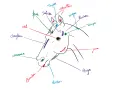 Dessin simple tête de cheval avec annotations des différentes parties : front, œil, chanfrein, naseaux, bouche, menton, joue, rocher, tempe, nuque, toupet, oreilles.