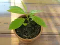 Jeune plant d'avocat tropical en pot, ses feuilles vertes brillent sous le soleil sur une table en bois.