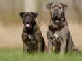 Dwa psy rasy Cane Corso siedzą na trawie. Ich usposobienie jest spokojne i czujne, gotowe do obrony.
