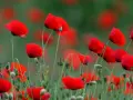 Campo de amapolas rojas vibrantes. La amapola, con su significado espiritual de renacimiento y esperanza, florece en un mar escarlata.
