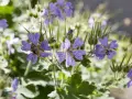 Eine Biene sammelt Nektar auf einer lila Blüte. Der Storchschnabel blüht üppig, bereit zum Schneiden.