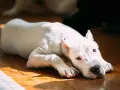 Chien blanc au regard triste, allongé sur un parquet. Il semble souffrir de gastro.