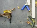 Kiedy jest sezon na kaczki? Poznaj daty i przepisy łowieckie