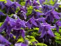 Nahaufnahme von violetten Clematisblüten, die auf einen Rückschnitt warten.