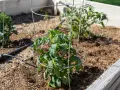 Learn how to use tomato cages to support young tomato plants in a raised garden bed. The cages provide structure as the plants grow.
