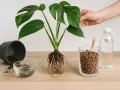 Monstera umtopfen: Pflanze mit Wurzeln, leeren Topf, Erde, Wasser und Blähton.