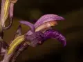 Detalle de una flor de virgo morada y amarilla, con pétalos delicados y texturizados, sobre un fondo oscuro.
