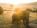 Słoń z młodym na tle zachodzącego słońca w Tanzanii. Ceny safari mogą być różne, ale widok jest bezcenny.