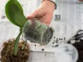 En hand håller en orkidé i en genomskinlig kruka, redo att plantera om. Saxar och jord syns i bakgrunden.