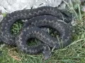 Ciemna żmija zygzakowata, gdzie występuje w naturalnym środowisku, wśród kamieni i zieleni.