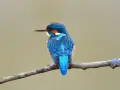 Un vibrante pájaro azul, un martín pescador, descansa en una rama en España. Sus plumas brillan con tonos de azul y naranja.