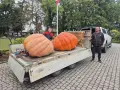 Dwóch mężczyzn pozuje obok dwóch gigantycznych dyń olbrzymich na przyczepie.