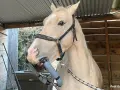 Un cheval à la robe claire, en plein examen dentaire. La question "dentiste cheval tous les combien" est essentielle pour son bien-être.
