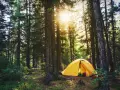 Gelbes Zelt im Wald, ein idyllischer Ort, der aber auch eine Strafe für Wildcampen bedeuten kann.