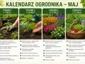 Maj to idealny czas, by siać warzywa liściaste, zioła i kwiaty. Kalendarz ogrodnika podpowiada, co siać w maju, by cieszyć się obfitymi plonami.