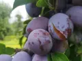 Kiedy sezon na śliwki węgierki? Sprawdź, aby nie przegapić!