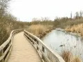 Holzsteg führt durch Schilf am gefrorenen Fluss. Perfekt für eine ruhige Wanderung in Berlin.