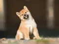 Urocze szczenię rasy shiba inu z hodowli, z zaciekawieniem przechyla główkę.
