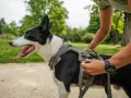 Un chien noir et blanc, la langue pendante, porte un harnais vert olive. Une personne ajuste la laisse. Quel harnais pour chien est parfait pour cette promenade !