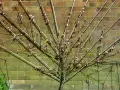 Ein junger Pfirsichbaum mit rosa Blüten, der an einem Spalier vor einer Ziegelwand wächst.