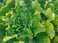 Lattughe fresche e rigogliose in un orto invernale, con foglie verdi e ondulate che catturano la luce.