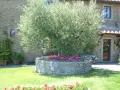 Un maestoso ulivo domina un giardino moderno, circondato da aiuole fiorite e un muretto in pietra.