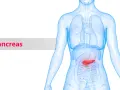 Illustrazione anatomica del corpo umano con il pancreas evidenziato in rosso. Scopri le importanti pancreas funzioni.