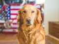 Golden retriever pies czy suka - jakie różnice mają obie płcie?