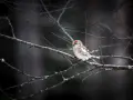 Czeczotka zwyczajna z rudą czapeczką siedzi na gałęzi wśród zimowych, nagich drzew.