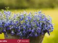 Kaskada drobnych, niebieskich kwiatów lobelii w donicy. Czy lobelia jest wieloletnia? Ta piękna roślina ozdobi Twój ogród.