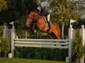 Cavalier et cheval brun en plein saut d'obstacles, une scène de hunter equitation.