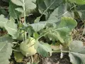 Nahaufnahme von Kohlrabi pflanzen im Feld. Die hellgrünen Knollen sind von großen, blattartigen Stielen umgeben.