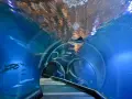 Podwodny tunel w największym zoo w Polsce. Ryby pływają wokół, a nad głową widać odbicia świateł.