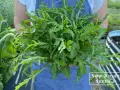 A person in a blue apron holds a large bunch of freshly harvested arugula, showcasing how to harvest this peppery green.