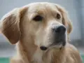 Portret golden retrievera. Jego sierść mieni się wspaniałymi, złotymi kolorami, od jasnego beżu po głęboki karmel.