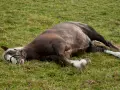 Un cheval au pré, visiblement souffrant d'une colique, gît sur le flanc dans l'herbe.