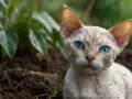 Jak wyjątkowa jest sierść Devon Rex? Poznaj jej cechy i pielęgnację