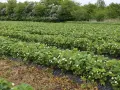 Pole truskawek w kwiecie, z rzędami okrytymi agrotkaniną lub agrowłókniną, w tle kwitnące krzewy.