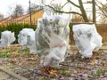Plants are wrapped in white fabric, tied with twine, showing how to protect plants from frost.