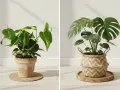 Dwie rośliny doniczkowe: po lewej filodendron z liśćmi w zielono-żółte pasy, po prawej monstera deliciosa. Różne monstera odmiany.