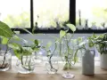 Varias plantas en agua, con raíces visibles, dispuestas en diferentes recipientes de vidrio y una jarra blanca sobre una mesa de madera.